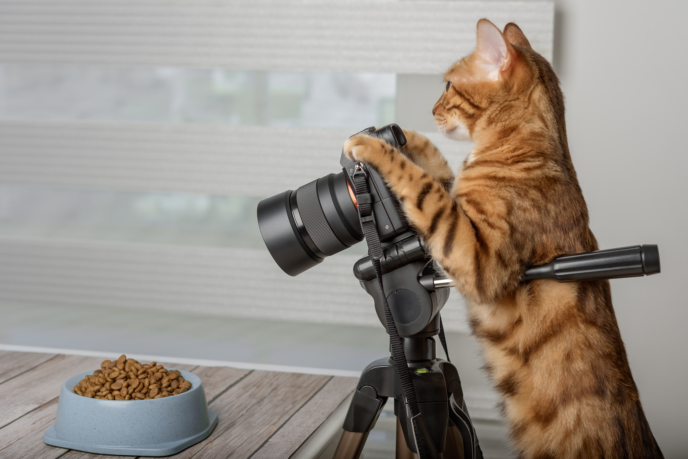 Domestic cat - food photographer takes pictures of food.